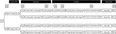 Fish oil supplementation of rats fed a high fat diet during pregnancy improves offspring insulin sensitivity
